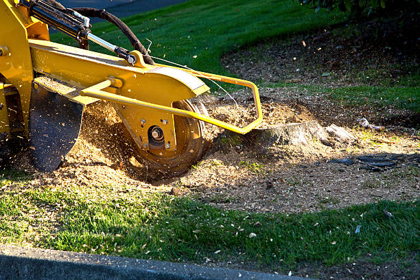 Best Tree Cutting Near Me  in Friedens, PA